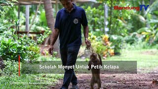 Sekolah Monyet Untuk Petik Kelapa