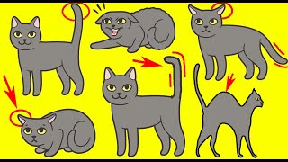 Le langage corporel du chat expliqué | Incroyablement Top