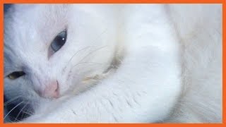 寝転んで遊ぶ白猫ユキ White cat Yuki lies and plays cat feather toy