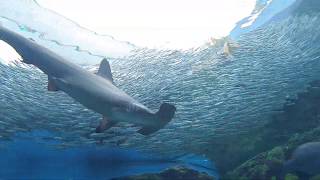 【海きらら】　大水槽のマイワシと一緒に泳いでみた！