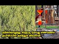 தவனம் விவசாயம் செய்து எண்ணெய் தயாரிப்பில் அதிக லாபம்  | davanam cultivation in tamil | marikolunthu