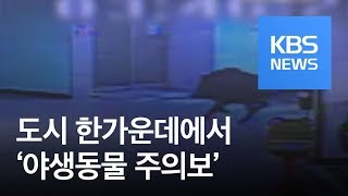 [뉴스 따라잡기] 살인 멧돼지·들개 떼…야생동물 ‘주의보’ / KBS뉴스(News)