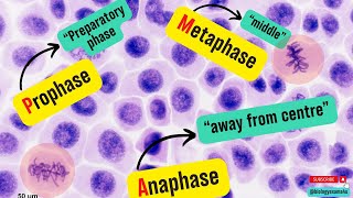 How to identify Mitotic stages under Microscope? Mitotic index calculation and Significance