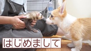 初めてフェレットを間近でまたコーギー子犬の反応は？吠える？遊ぶ？