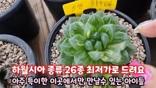 [하월시아 26종] 3천원부터 아주 착한가격으로 드립니다 세트가도 무조건 3만원~👍#succulentplant #多肉植物