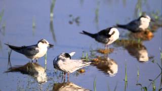 ♪鳥くんの野鳥動画（沖縄本島）クロハラアジサシ4羽'4 Wiskered Terns'