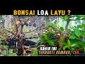 Bonsai Loa Layu Mati Ranting - Begini Cara Saya ✅