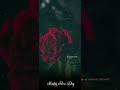 rose day whatsapp status 2023 rose day status rose day special status happy rose day