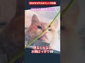 【2025年2月13日カメラ映像goちゃん】仮住まいgoちゃん🙏 外猫