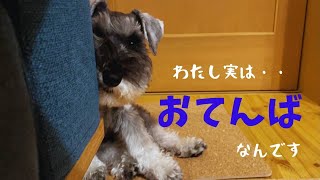 本邦初公開？おてんばなコノさん　～ミニチュアシュナウザー～