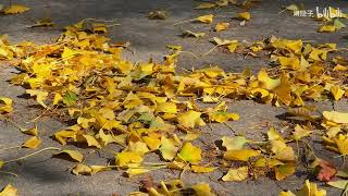 Catch the tail of autumn, the ginkgo maple leaves under the warm sun are the most beautiful scenery