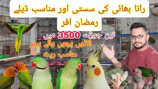 رانا بھائی نے لگا دی رمضان افر 3 جوڑے 3500 میں #birds #parrot @Ranapets 😊0324-4492311😊