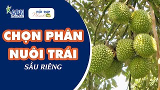 APN - CHỌN PHÂN NUÔI TRÁI SẦU RIÊNG | HỎI ĐÁP NHANH KỲ 35