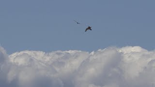 Osprey vs Eagle in the sky