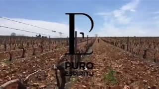 Presentación Vinos Puro Espíritu - Puro Vino Uno de los mejores vinos del mundo.