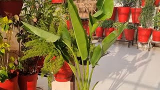 How to Grow and Care Travellers Palm Plant || Fun Gardening