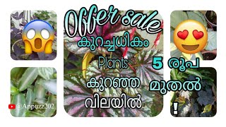 #offer#offer#offer കുറച്ചധികം plant വിലക്കുറവിൽ!#ultimate sale#trending #gardening#garden#offersales