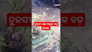 #ସାଧୁବାଣି ତୁଳସୀ ଗଛ ଅଧିକ ବଡ଼ ହେଲେ କଣ ହୁଏ#viral#ଆଜିର ଅନୁଚିନ୍ତା#jitu das