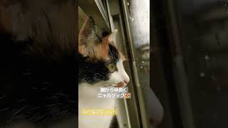 【おはニャルソック】猫たちの早朝ニャルソックです。　#保護猫 #ねこのいる生活 #cat