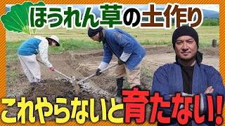 【家庭菜園】初心者必見！ほうれん草栽培の土づくりをまるっと紹介