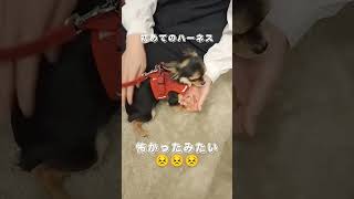 【初めてのハーネス】やっぱり怖かった😱 #ハーネス #恐怖 #犬 #チワワ #ペット #うちの子が可愛すぎる #Animals #cutedog #fyp