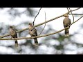 Burung cucak rawa gacor asli alam liar,Cucak rawa|bird song