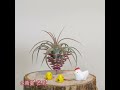 我的空氣鳳梨 my air plant collection tillandsia airplants 空氣鳳梨