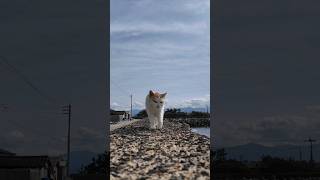 防波堤の上を猫がトコトコ歩いてきた