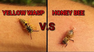 Wasp sting V.s. Hone Bee sting | Can Bees & Yellow Jacket pull out their stingers? Hornet wildlife