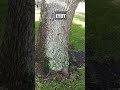 Trimming Your Oak Tree, Lets Talk About Nubs @EatYourBackYard