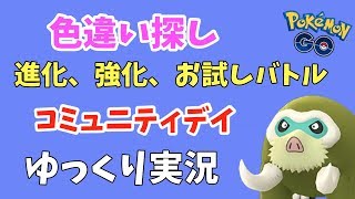 【ポケモンGO コミュニティデイ】ウリムー色違い探し、進化、強化、お試しバトル【ゆっくり実況】