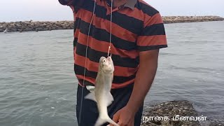 இறாலை வைத்து தூண்டிலில் காலாமீன் பிடிக்கும் காட்சி/saloman fish catching at bite method using prawn