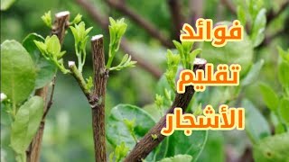 فوائد التقليم