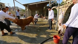 Gürcüstandan Qurban bayramına 20 min qoyun gətirilib