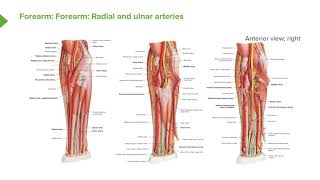 Radial and Ulnar Arteries – Overview of Arterial Supply to Upper Limb