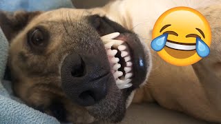 Funny Cute and Talking Animals and Pets Compilation 2024 #pets #funny #fyp