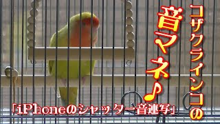 【コザクラインコ】おしゃべり（連射しすぎるiPhoneのシャッター音の音マネをします）