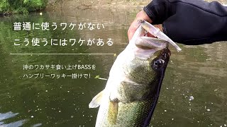 普通に使わない！　手強い沖の水面ワカサギ食いバスを、ハンプリーワッキー仕様で！（バス釣り）（亀山ダム）