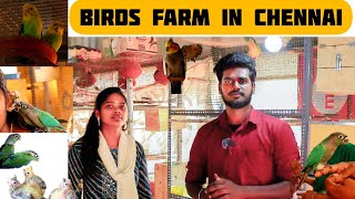 அழகு பறவைகள் வளர்க்கும் சென்னை பெண்மணி // birds farm in Chennai / #chennai #birds #conure #cocktail