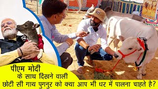 दुनिया की सबसे छोटी गाय पुंगनुर, कैसे खरीदे कैसे पाले ? Punganur Miniature nano cow in Pushkar Mela