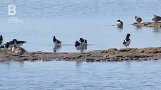 「根室市春国岱原生野鳥公園ネイチャーセンター」ミヤコドリ（2020年04月22日公開）