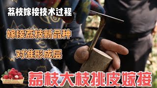 分享荔枝嫁接技術，讓大家都能學會挑皮嫁接技術         Share lychee grafting technology, so that everyone can learn to graft