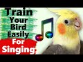 Cockatiel Singing  and Whistle Training Songs