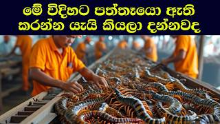 චීනයේ මිලියන ගණනක් පත්තෑයෝ  ඇතිකරනු ලබන ආකාරය