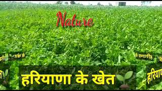 #हरियाणा की हरियाली हमारी आन बान शान हैं।#हरियाणा के खेत#Naturebeauty#Green field#Hariyana🌱