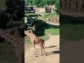 Cute Baby Giraffe - Funny Giraffe Animals - Giraffes Amazing Animals #shorts