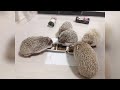 🍎🦔Ep125 Our cute hedgehogs today. #ハリネズミ #hedgehog #animals #healing