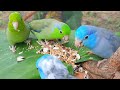 Cute bird sounds : Forpus bird singing and eating it so happy Relaxing video.