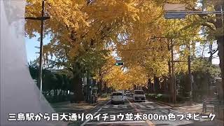 日大通リのイチョウ並木　紅葉ピーク　秋は続きます