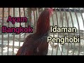 KOLEKSI AYAM BANGKOK KESUKAAN PENGHOBI JAMAN SEKARANG9